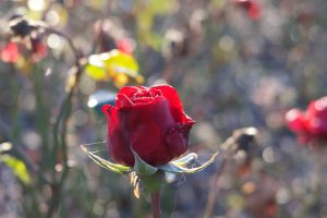 Rose im Morgenlicht, Morgensonne