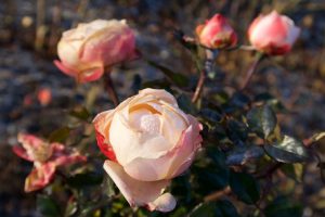 Rose im Morgenlicht, Morgensonne
