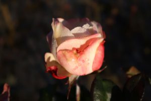 Rose im Morgenlicht, Morgensonne