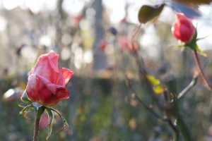 Rose im Morgenlicht, Morgensonne