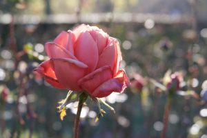 Rose im Morgenlicht, Morgensonne