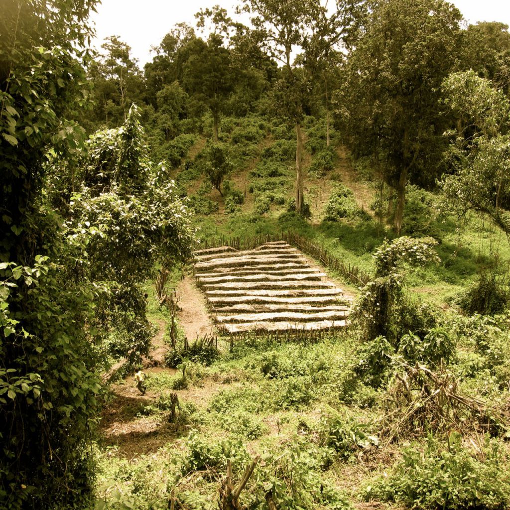 tree seedlings plant