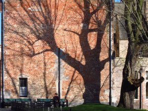 Tree shadow in Brugge