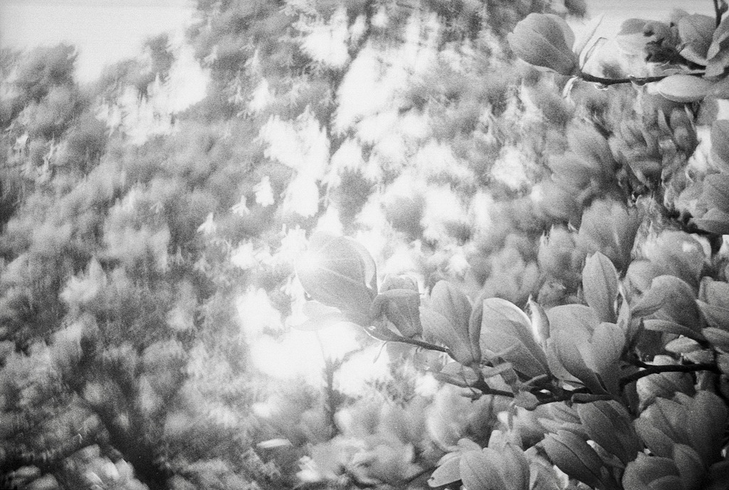 Magnolie mit ☮︎ Peace-Zeichen 2
