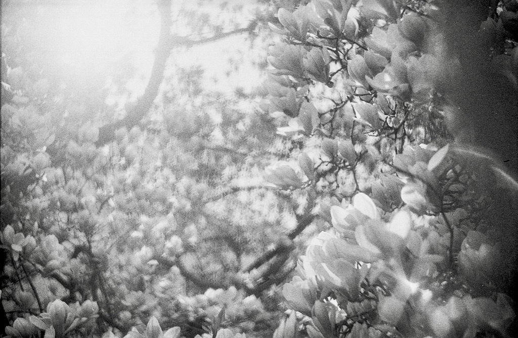 Magnolie mit ☮︎ Peace-Zeichen 1