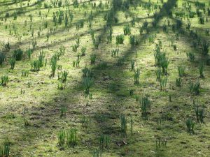 Green in March, Beginenhof