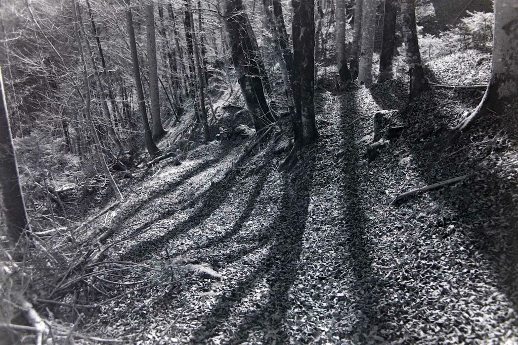 Wintersonne im Laubwald